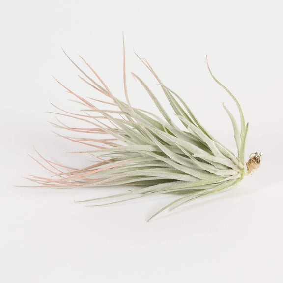 Urban Sprouts Plant 6" / Peach Tillandsia Houston