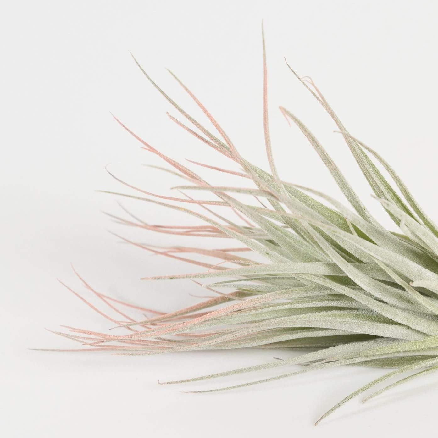 Air Plant 'Houston - Peach' 4-5"