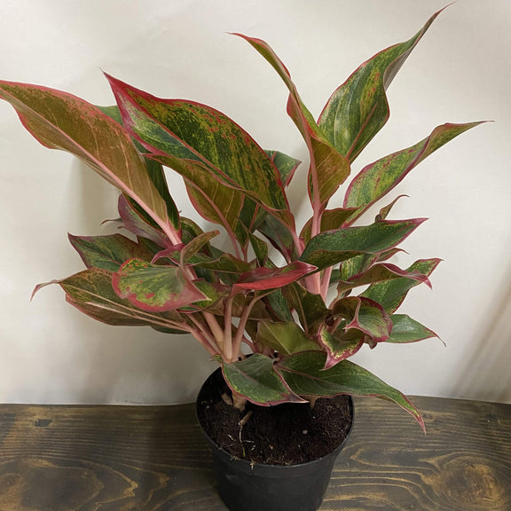 Urban Sprouts Plant 8" in nursery pot Chinese Evergreen 'Siam Aurora'