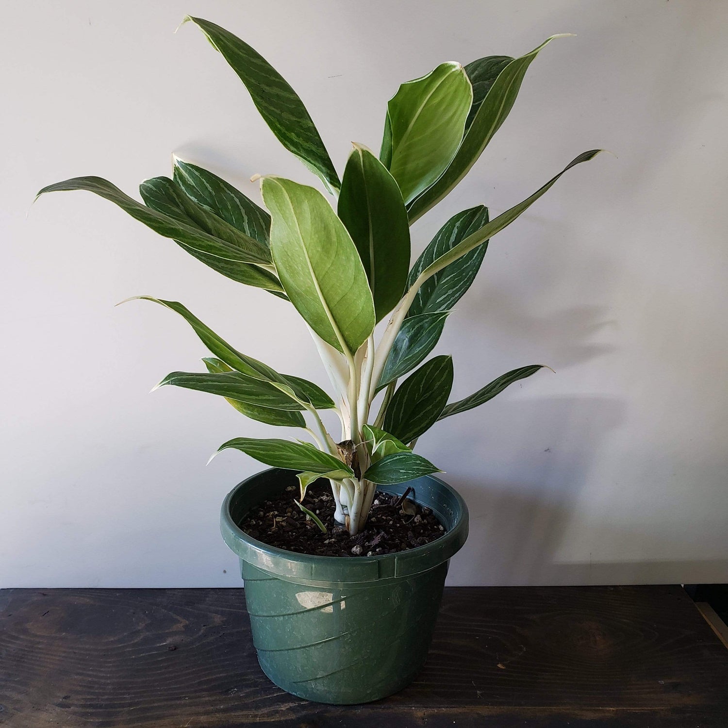 Urban Sprouts Plant 8" in nursery pot Chinese Evergreen 'Snow White'