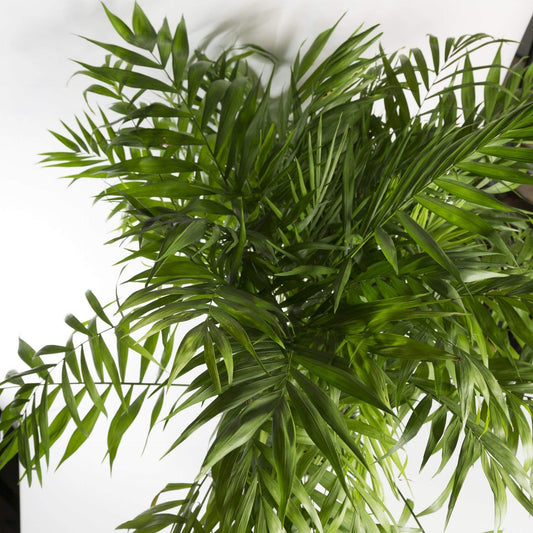 Urban Sprouts Plant 8" in nursery pot Palm 'Bella Parlor'