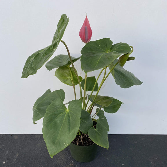 Urban Sprouts Plant 8" in nursery pot / Pink Anthurium 'Oaxaca'