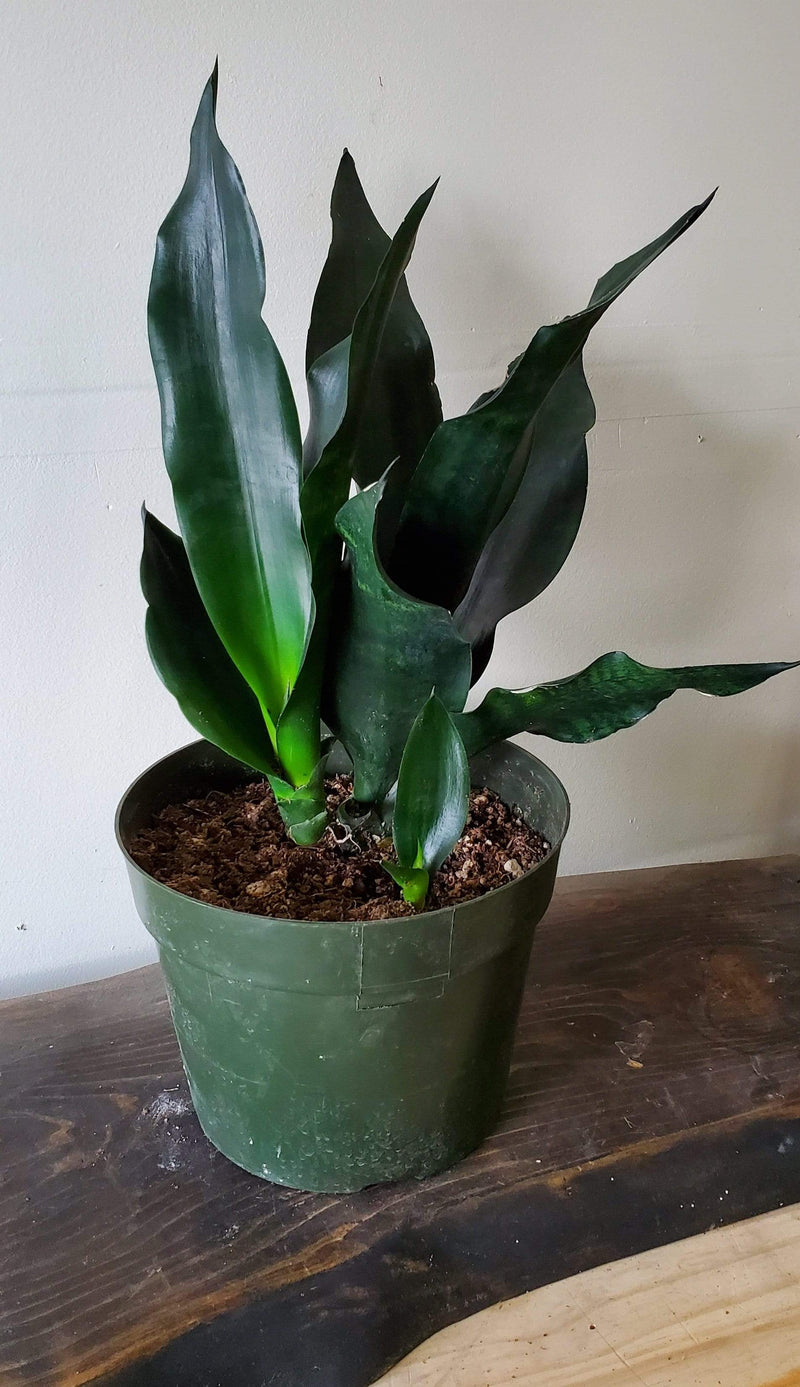 Urban Sprouts Plant 8" in nursery pot Snake Plant 'Robusta'