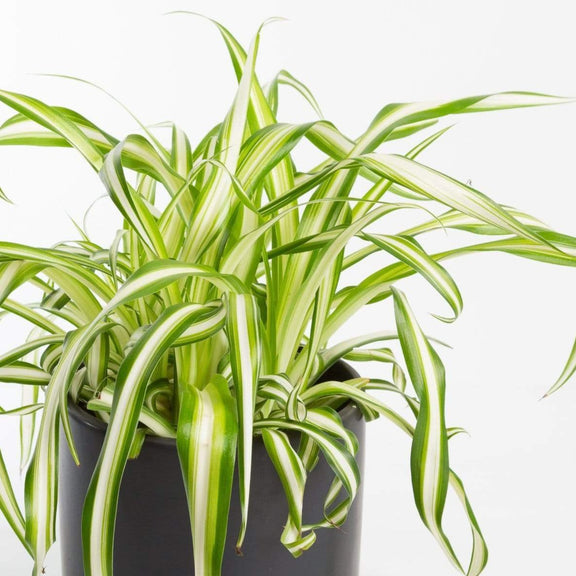 Urban Sprouts Plant 8" in nursery pot Spider Plant 'Variegated'