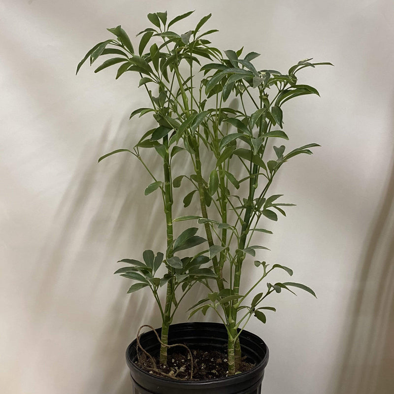 Urban Sprouts Plant 8" in nursery pot Umbrella Plant 'Dwarf - Variegated'
