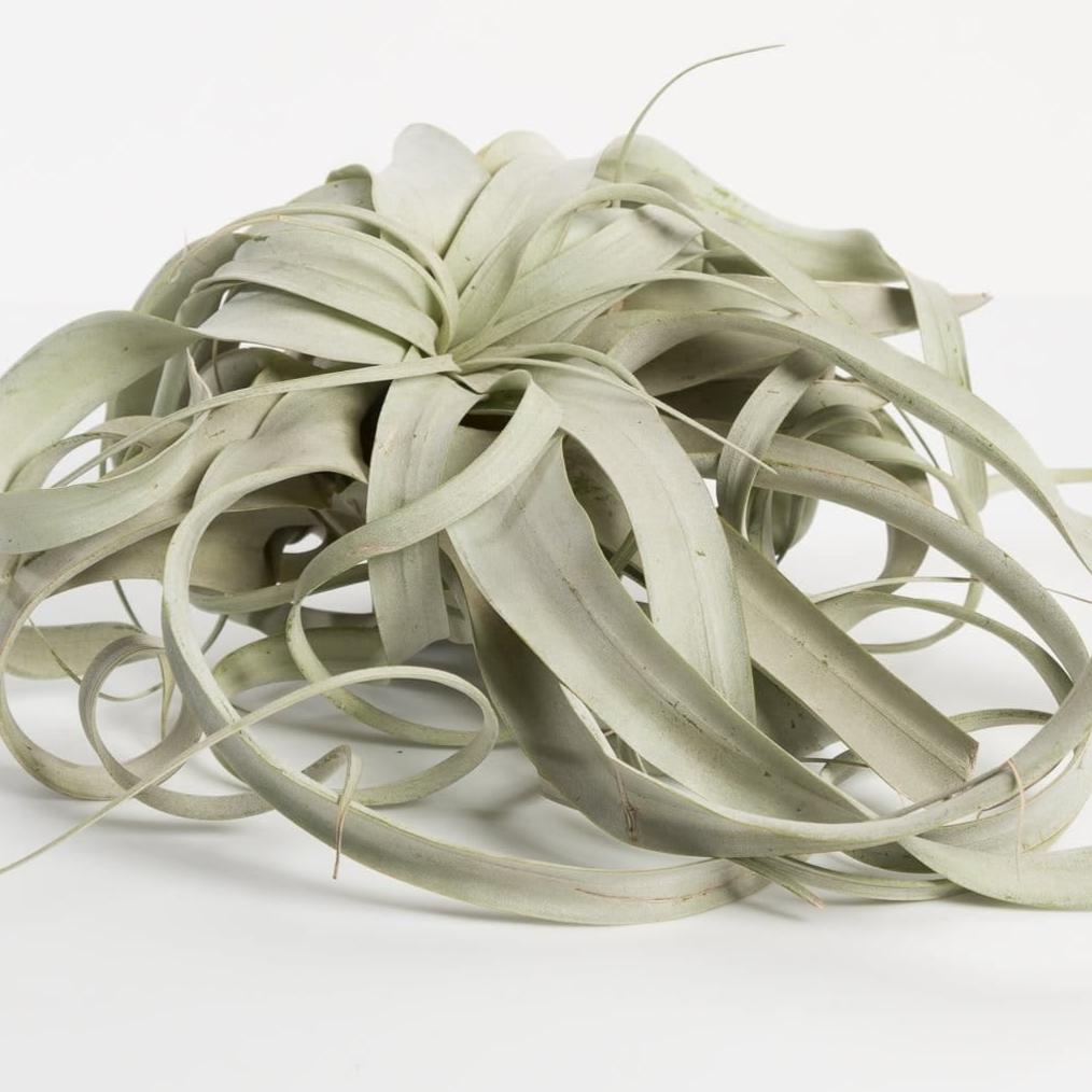 Air Plant 'Xerographica' 8" - Urban Sprouts