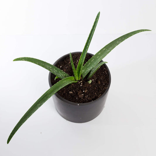 Urban Sprouts Plant Aloe 'Medicinal Aloe'