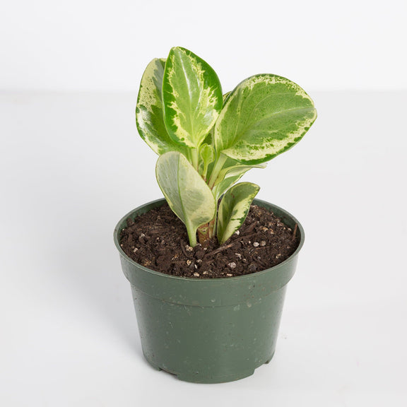 Urban Sprouts Plant American Baby Rubber Plant 'Variegated'