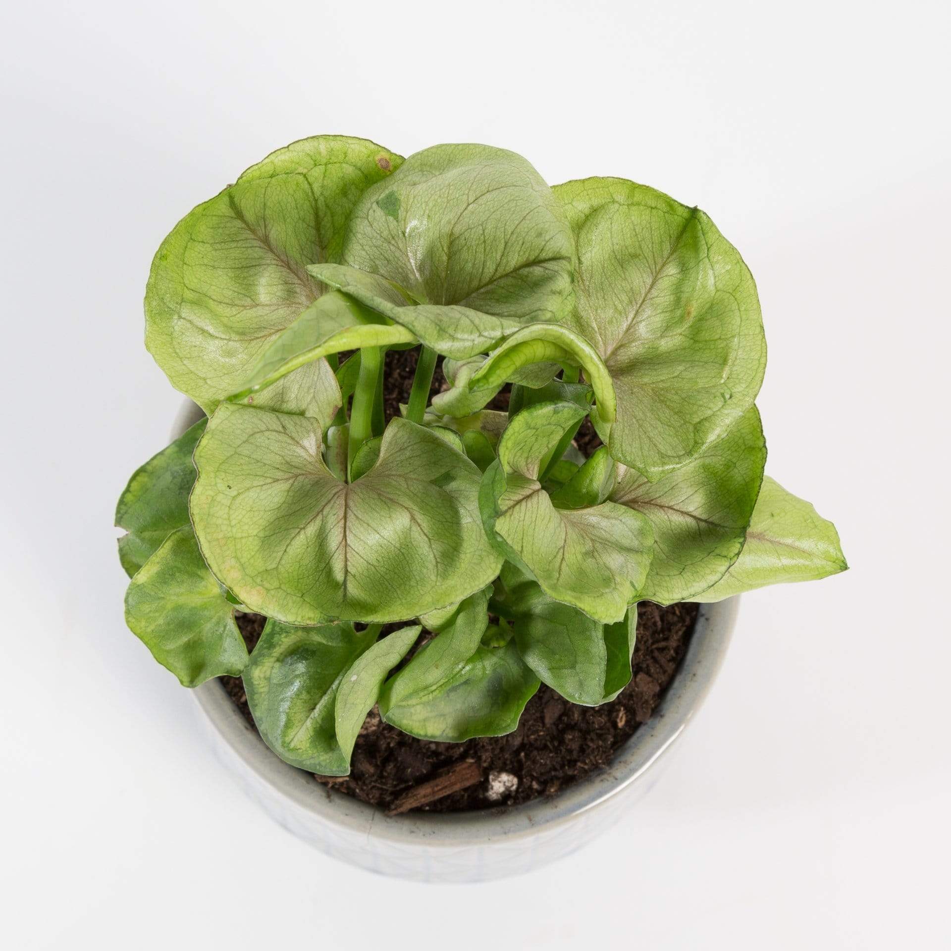 Urban Sprouts Plant Arrowhead Vine 'Roxana'