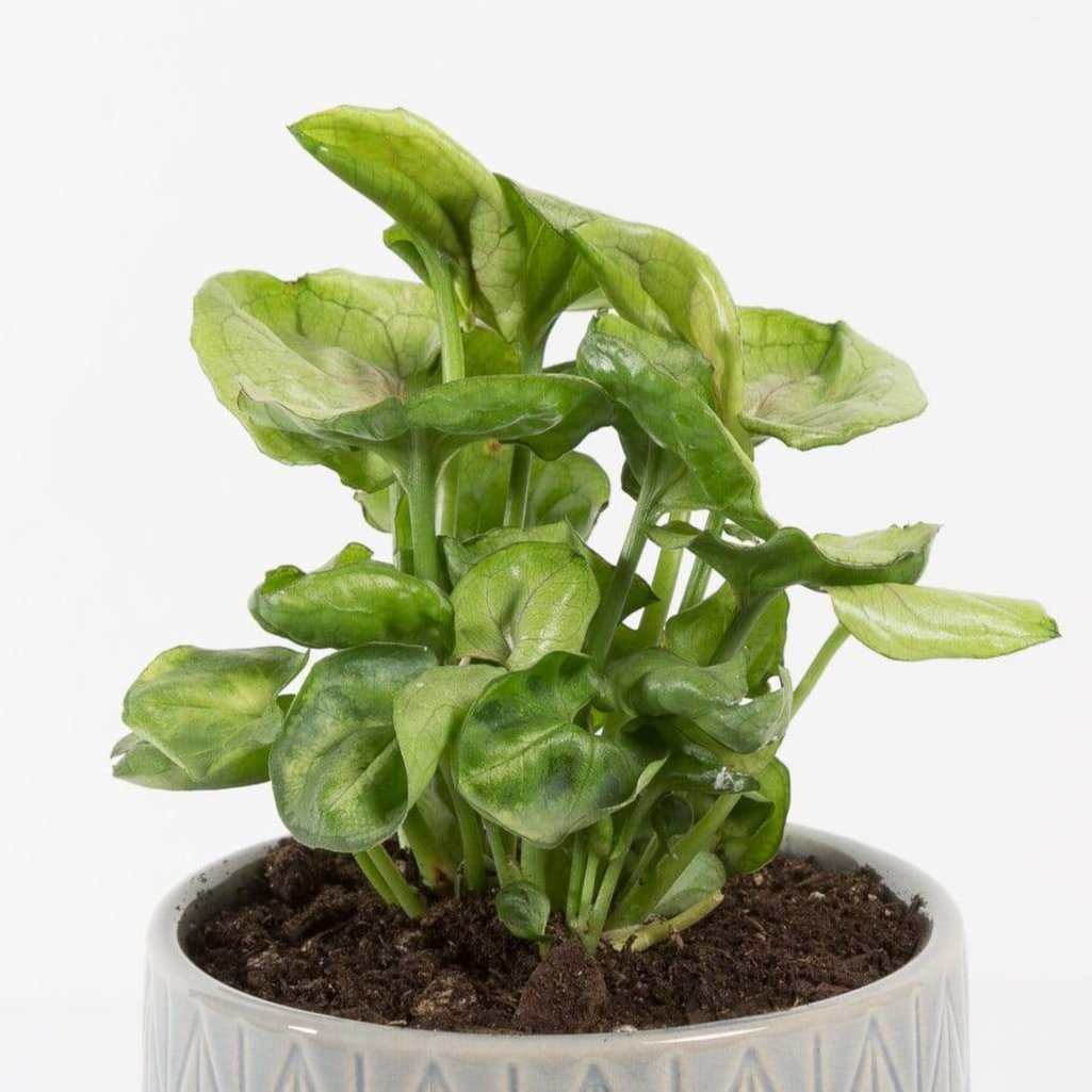 Urban Sprouts Plant Arrowhead Vine 'Roxana'