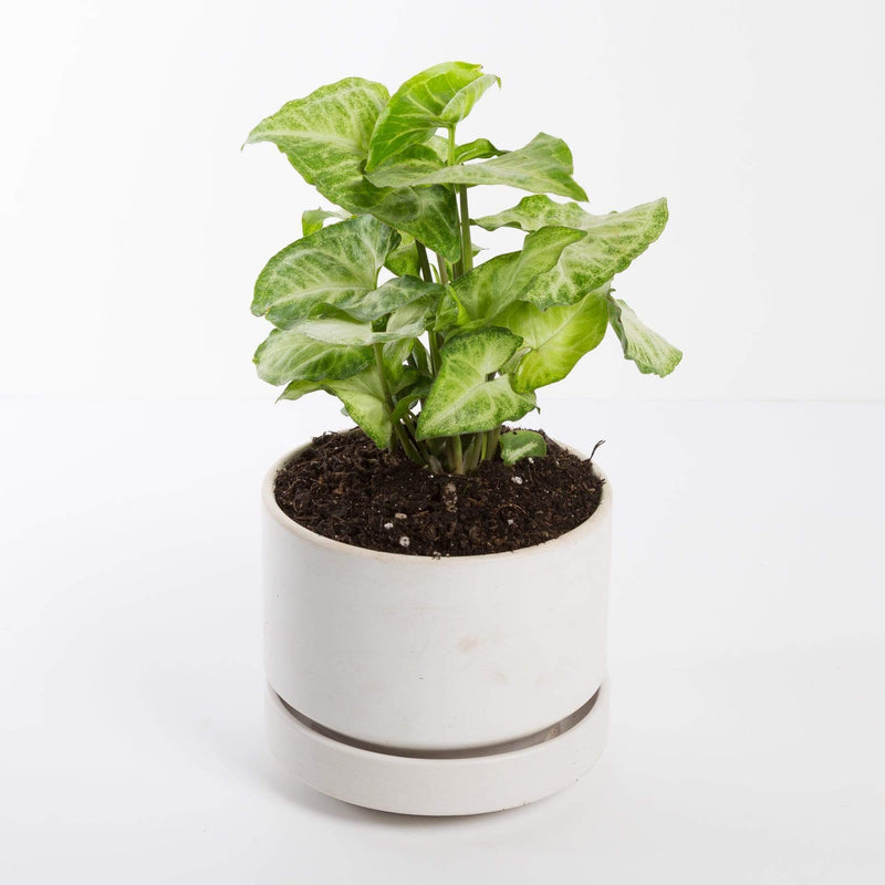 Urban Sprouts Plant Arrowhead Vine 'White Butterfly'