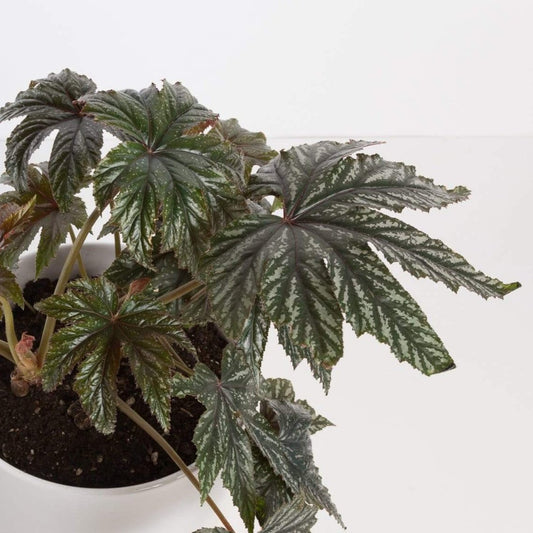 Urban Sprouts Plant Begonia 'Gryphon'