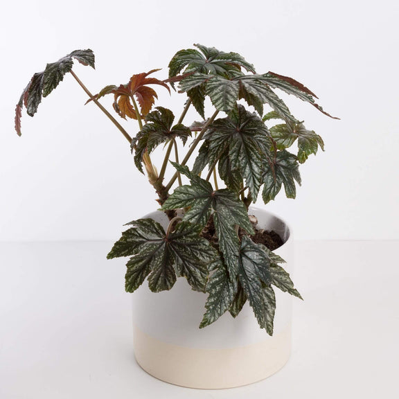 Urban Sprouts Plant Begonia 'Gryphon'