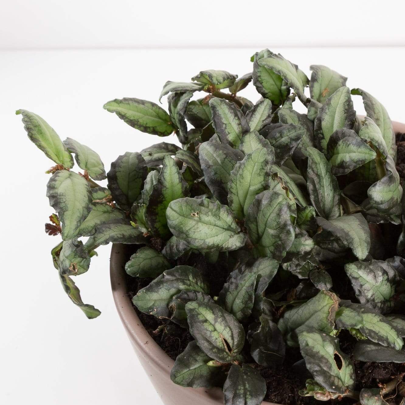 Urban Sprouts Plant Begonia 'Trailing Watermelon'