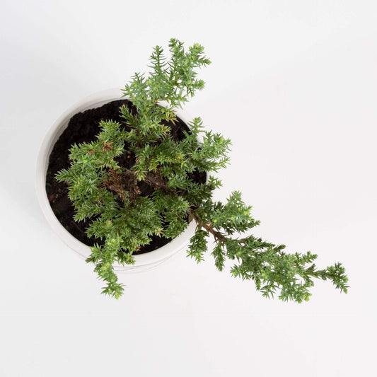 Urban Sprouts Plant Bonsai 'Juniper'