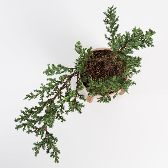 Urban Sprouts Plant Bonsai 'Juniper'