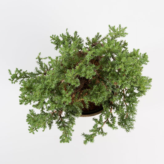 Urban Sprouts Plant Bonsai 'Juniper'