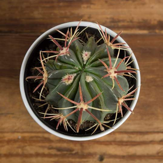 Cactus 'Devil's Tongue' - Urban Sprouts