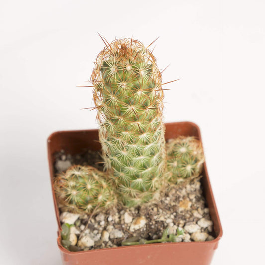 Cactus 'Gold Lace' - Urban Sprouts