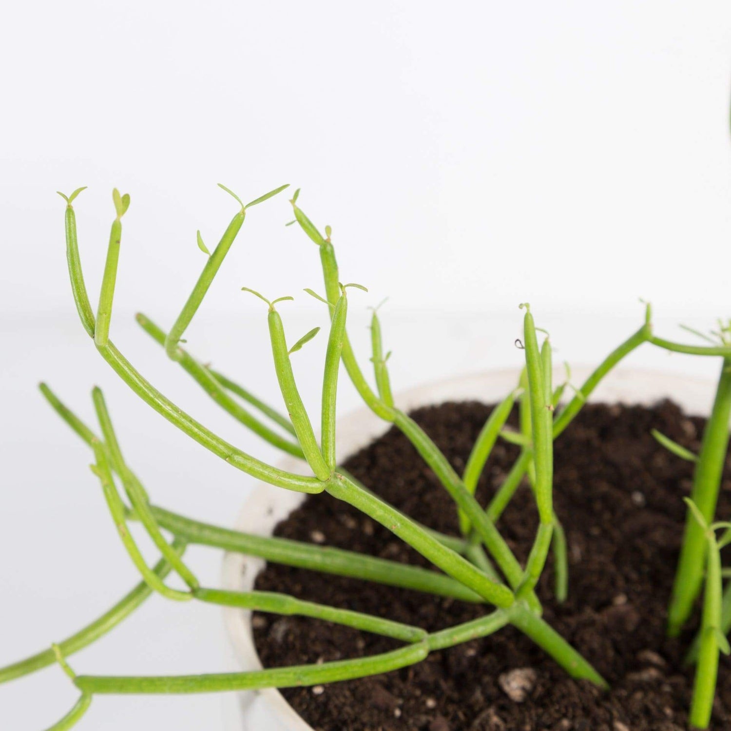 Urban Sprouts Plant Cactus 'Pencil'