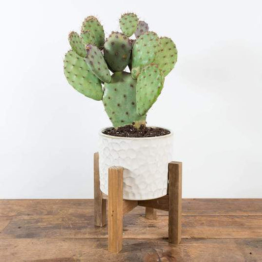 Cactus 'Prickly Pear - Baby Rita' - Urban Sprouts