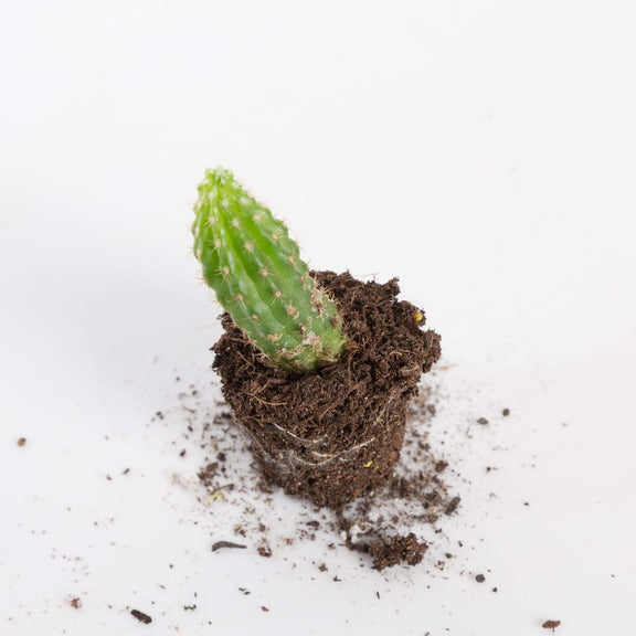 Urban Sprouts Plant Cactus 'Torch'