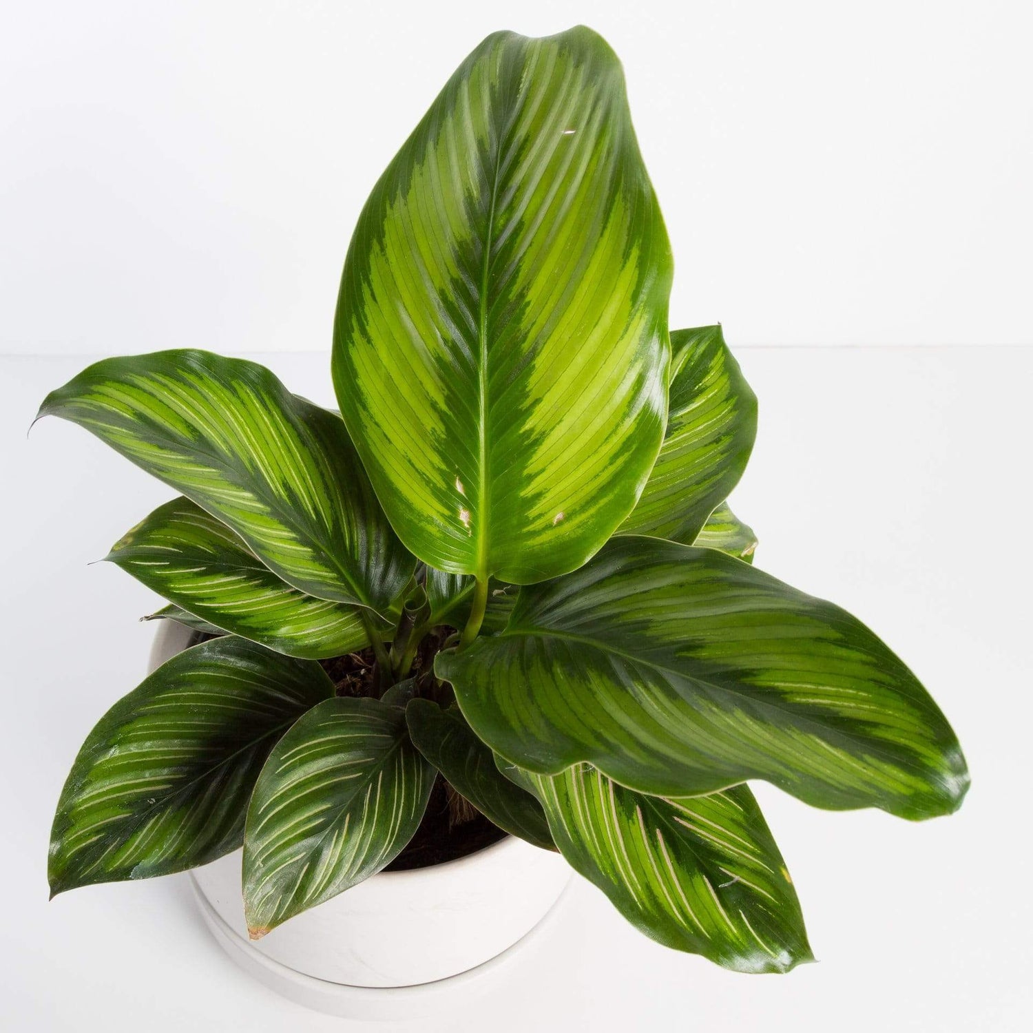 Urban Sprouts Plant Calathea 'Beauty Star'
