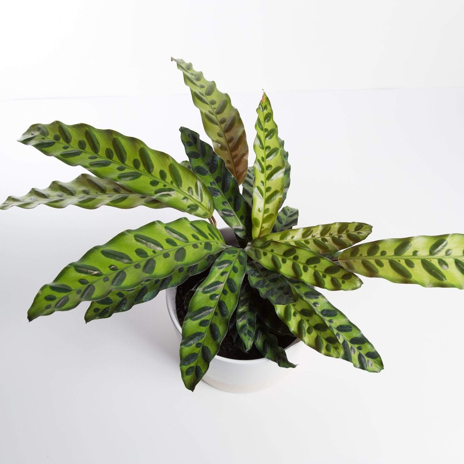 Urban Sprouts Plant Calathea 'Rattlesnake'