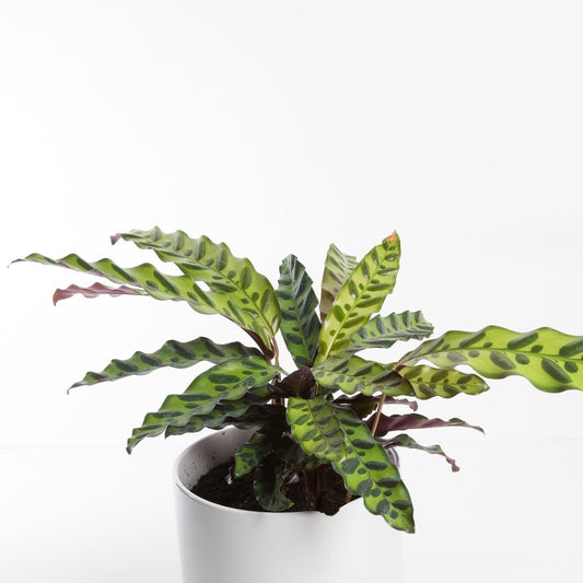 Urban Sprouts Plant Calathea 'Rattlesnake'