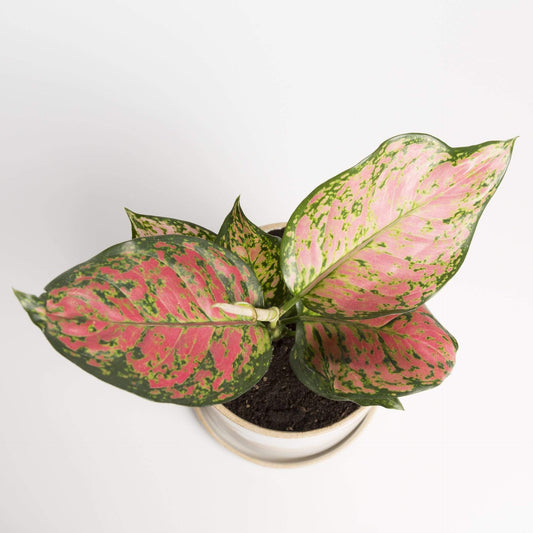 Urban Sprouts Plant Chinese Evergreen 'Lady Valentine'