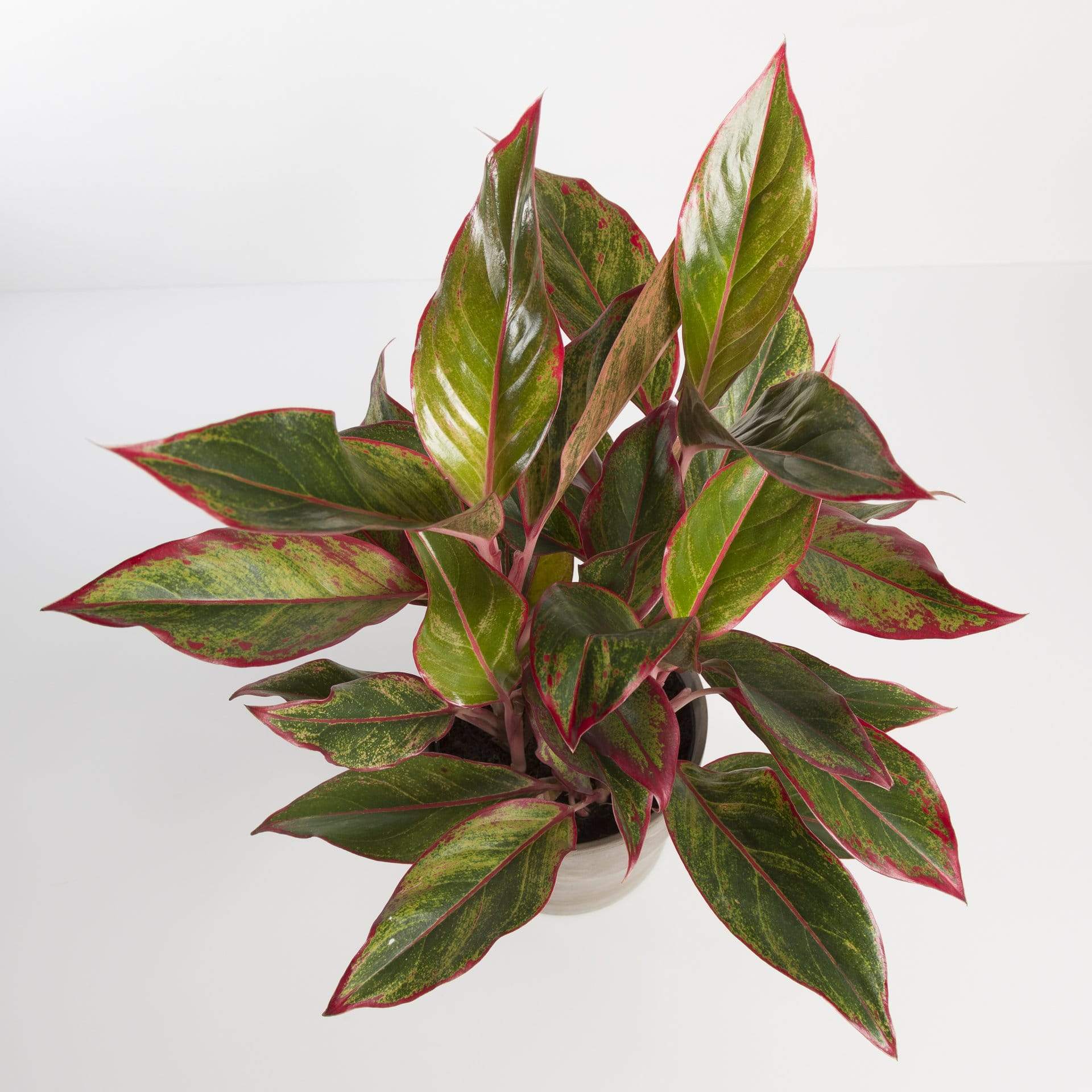 Urban Sprouts Plant Chinese Evergreen 'Siam Aurora'