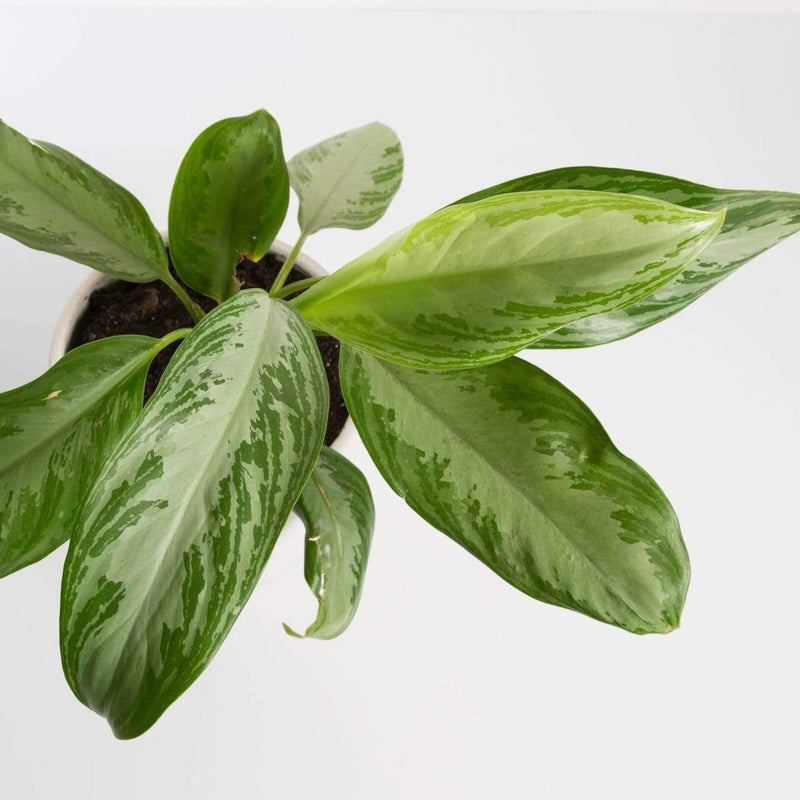 Urban Sprouts Plant Chinese Evergreen 'Silver Bay'