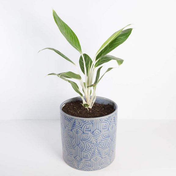 Urban Sprouts Plant Chinese Evergreen 'Snow White'