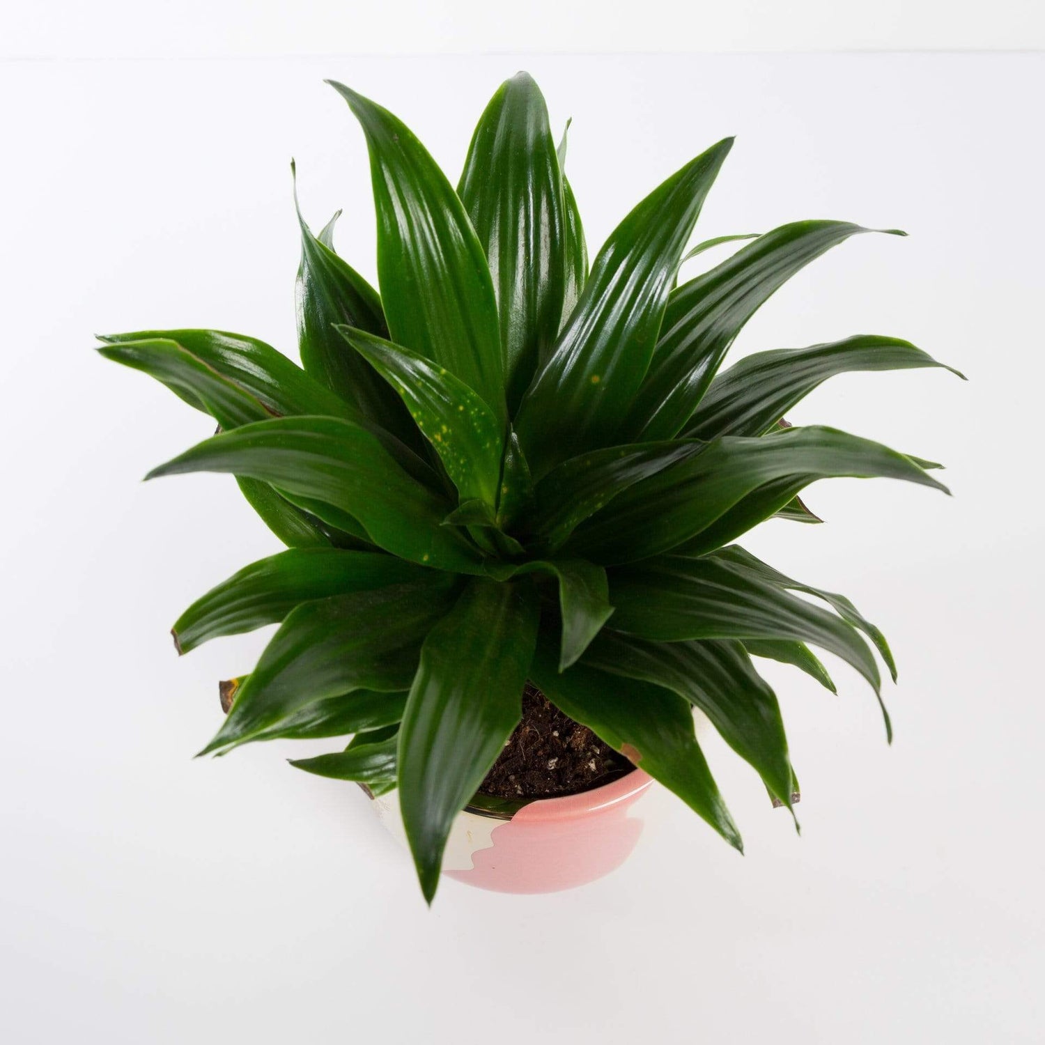 Urban Sprouts Plant Dragon Tree 'Compact Janet Craig'