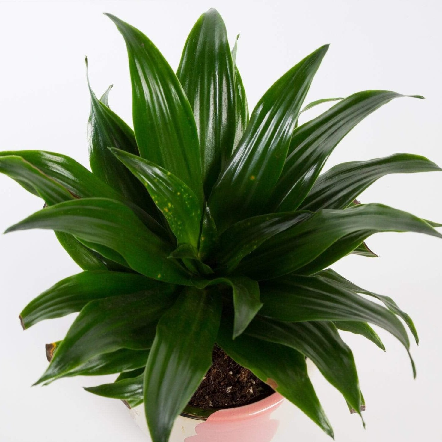 Urban Sprouts Plant Dragon Tree 'Compact Janet Craig'