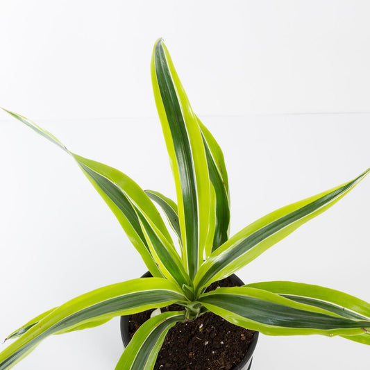 Urban Sprouts Plant Dragon Tree 'Lemon Lime'