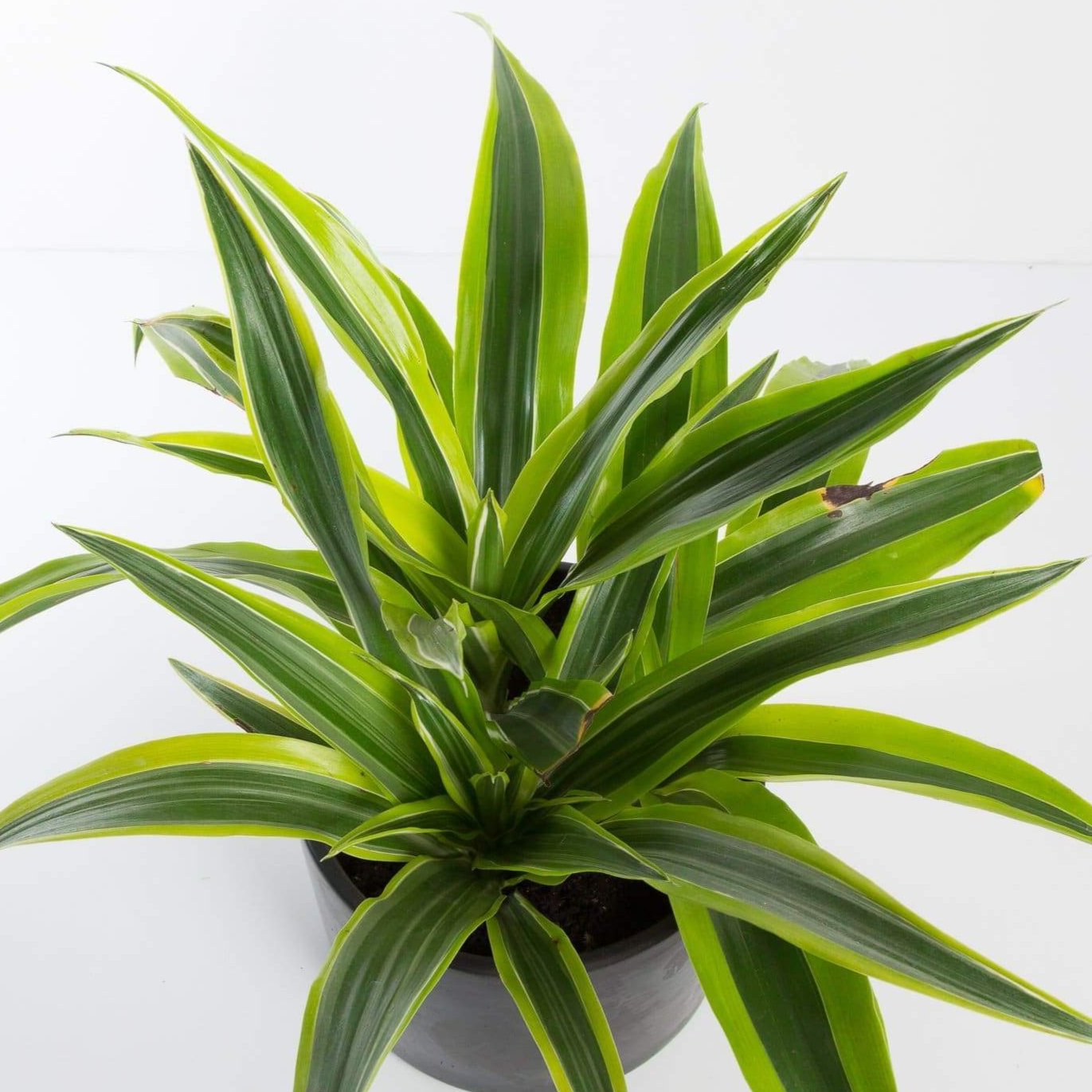 Urban Sprouts Plant Dragon Tree 'Lemon Lime'