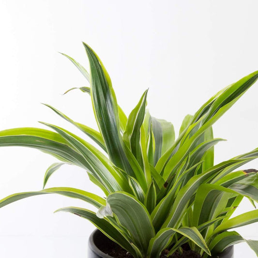 Urban Sprouts Plant Dragon Tree 'Lemon Lime'