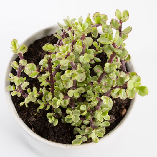 Urban Sprouts Plant Elephant Bush 'Rainbow'