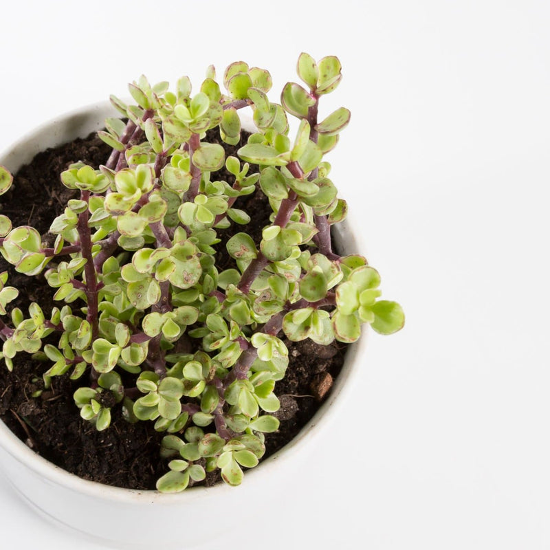 Urban Sprouts Plant Elephant Bush 'Rainbow'