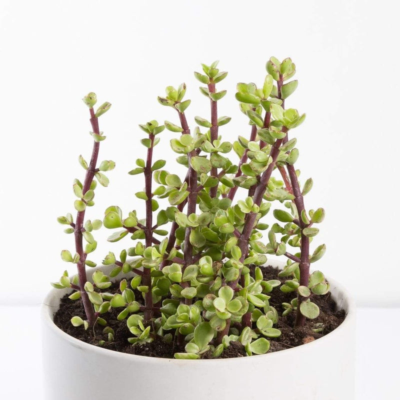 Urban Sprouts Plant Elephant Bush 'Rainbow'