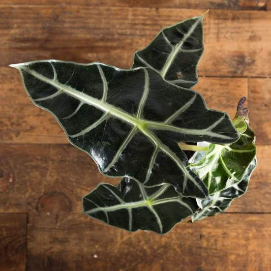 Elephant Ear 'Polly' - Urban Sprouts