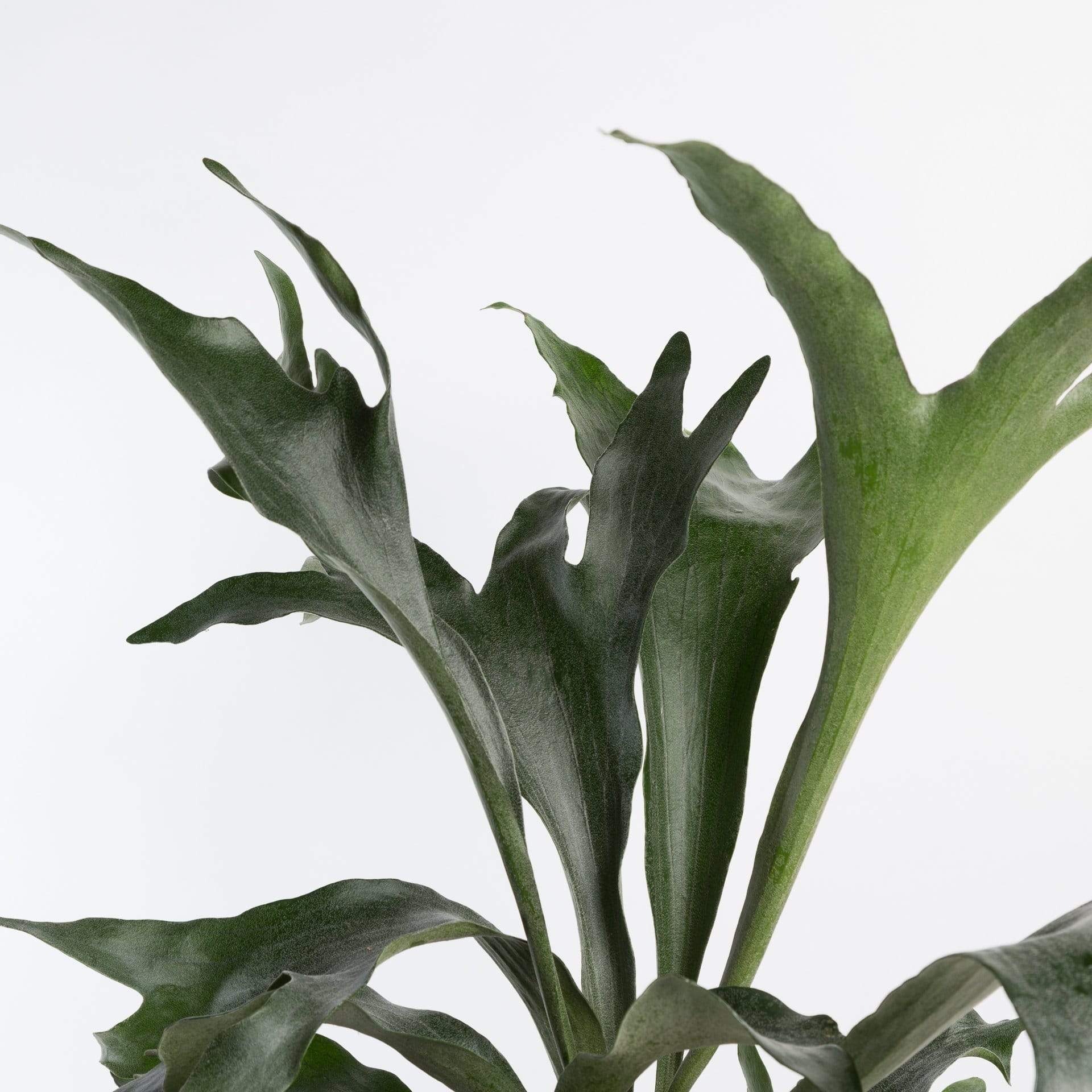 Urban Sprouts Plant Fern 'Staghorn'
