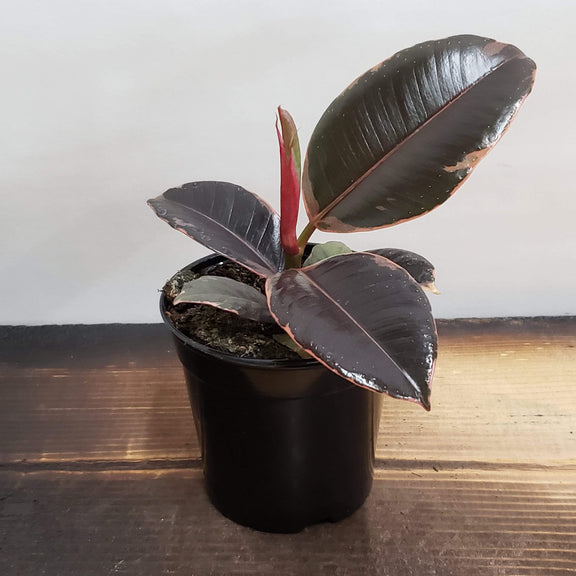 Rubber Tree 'Ruby' - Urban Sprouts