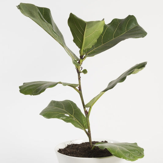 Urban Sprouts Plant Fig 'Fiddle Leaf'