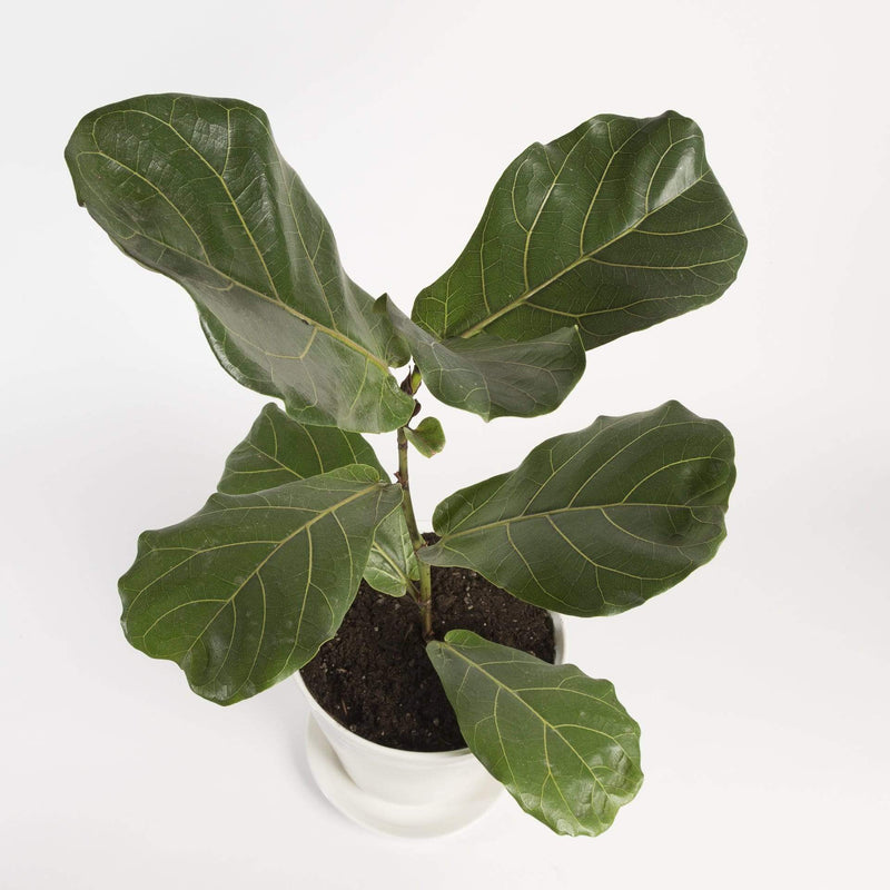 Urban Sprouts Plant Fig 'Fiddle Leaf'