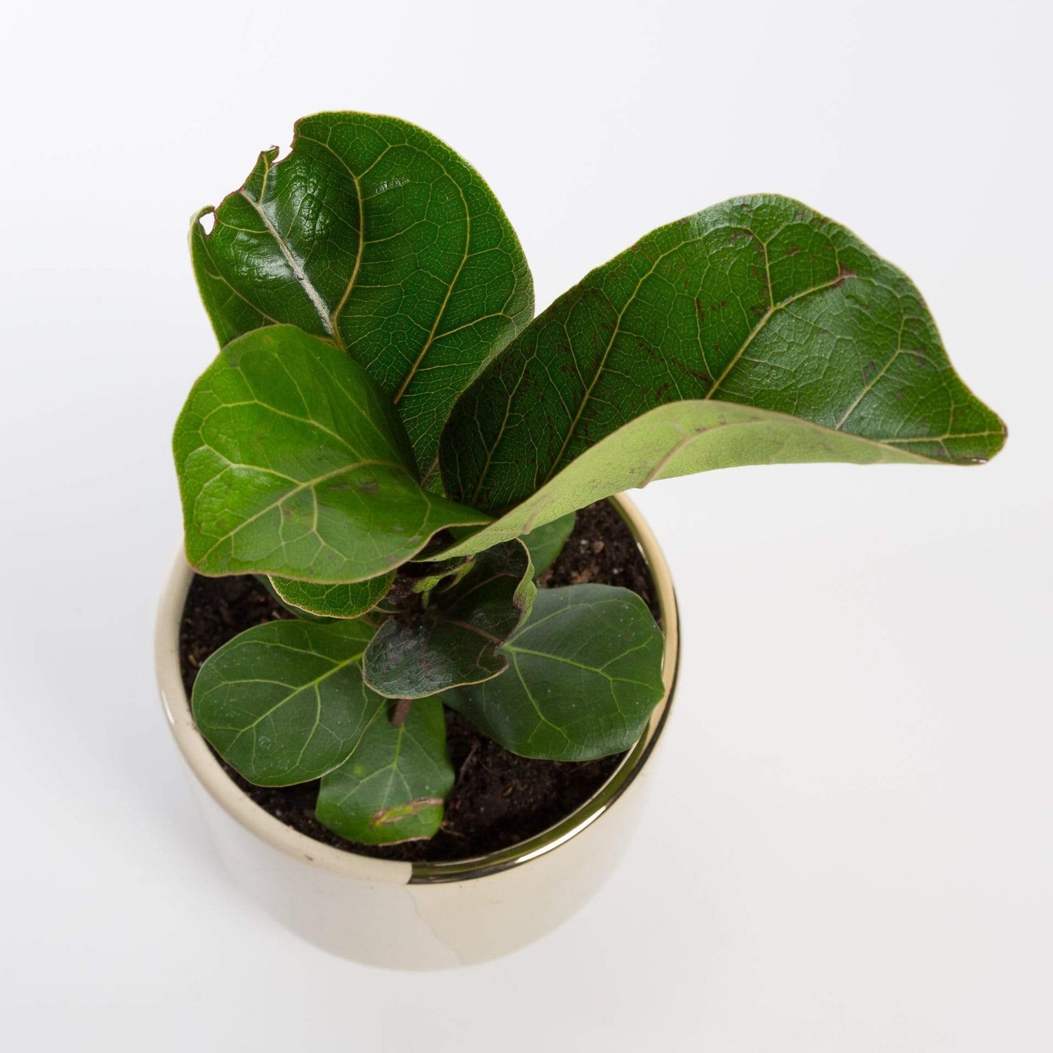 Urban Sprouts Plant Fig ' Fiddle Leaf - Little Sunshine'