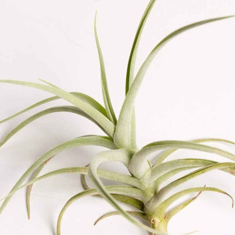 Air Plant 'Inca Gold' 2-3"