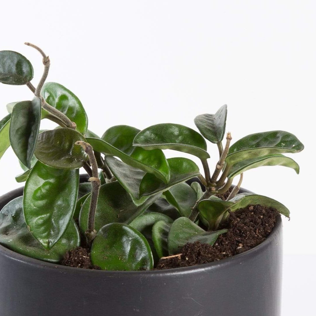 Hoya 'Krinkle' 6" - Urban Sprouts