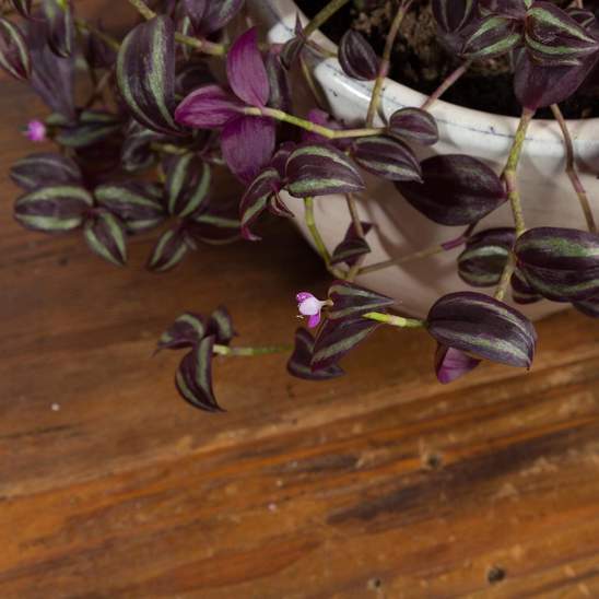 Inch Plant 'Purple' - Urban Sprouts